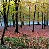 Novembre 35 · Forêt de Sargaillouse - Coarraze · © stockli